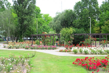 Pompázatosan virágba borult a Rózsa liget